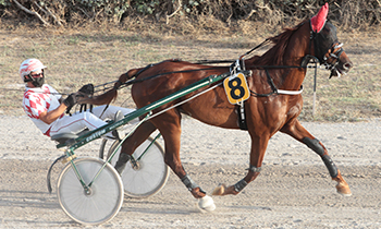 Chic Trot