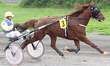 Goldenboy du Greny