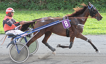 Gipsy de Granou