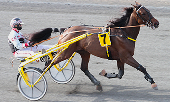 Vasterbo Wellbreed