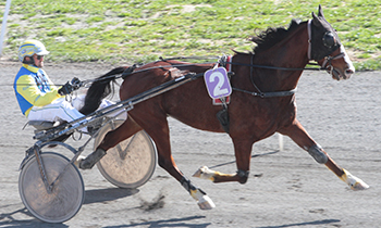 Fox Trot du Stade