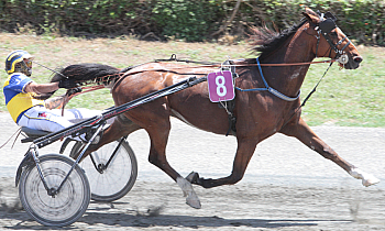 Chene de Landisacq
