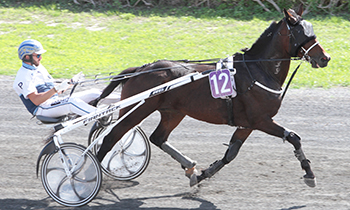 Hardi du Doubs
