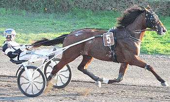 Dandy de Godrel