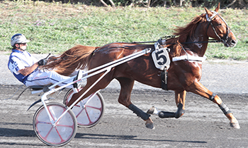 Duc des Loyaux