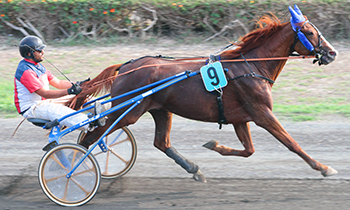 Caballo d'Aure