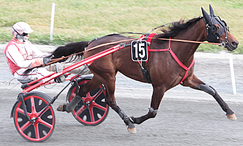 Vasterbo Cobber