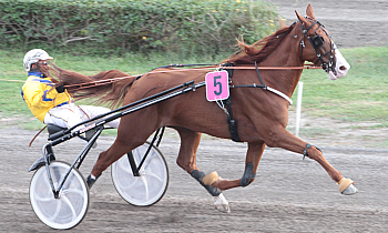 Flash de Celland