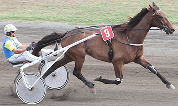 Destrier d'Or
