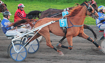 Equiflash Gioia