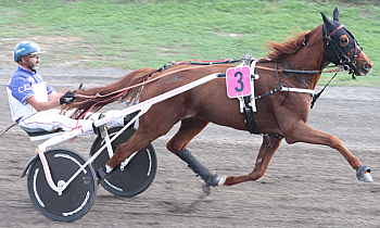 Dolavis