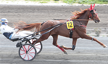 Ila d'Or du Vinois