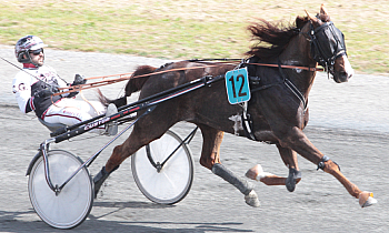Irus de Guez