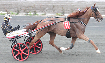 Favici Pasmarick