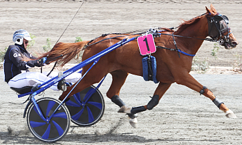 Kado d'Occagnes