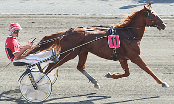 Custom Cheval