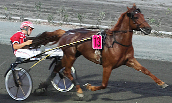Custom Cheval