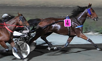 Harry Chaleonnais