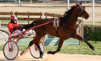 Grand Alegria