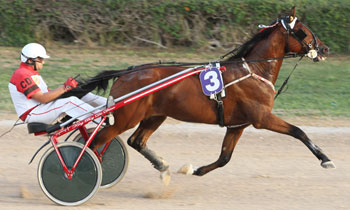 King Boy du Dane
