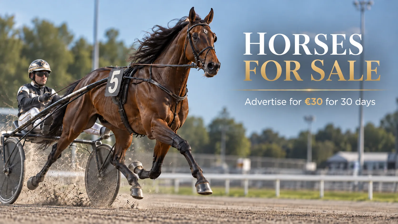 Horses For Sale is back on MaltaTrotRacing.com!